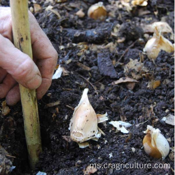 Penanaman Bawang Putih Berkualiti Terbaik